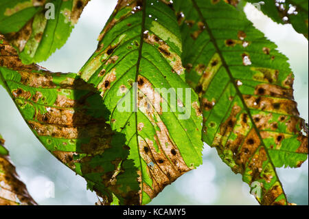 Goettingen, Germany. 27th Sep, 2017. A chestnut leaf damaged by moths of the Gracillariidae family can be seen on a chestnut tree in Goettingen, Germany, 27 September 2017. Credit: Swen Pförtner/dpa/Alamy Live News Stock Photo