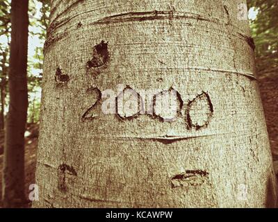 Number two thousand. Knife carving on beech tree bark. Tree vandalism in a forest park Stock Photo