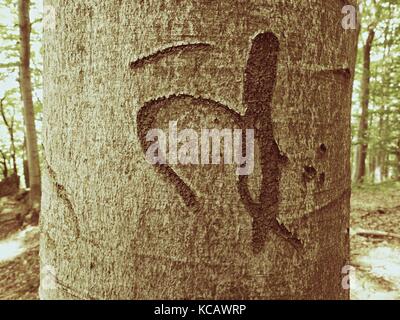 Chinese or Japanese letter. Knife carving on beech tree bark. Tree vandalism in a forest park Stock Photo