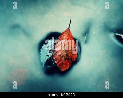 Autumn orange colors in water. Death beech  leaf is laying on wet stone in cold mountain stream. Stones and colorful autumn leaves. Stock Photo
