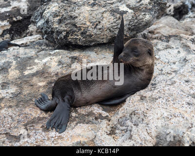 Baby Seal on South Plaza - Galapagos, Ecuador Stock Photo