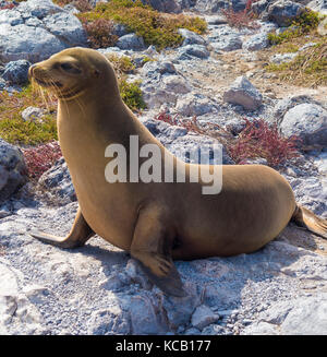 seals on South Plaza - Galapagos, Ecuador Stock Photo