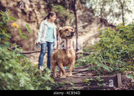 Small yellow Dog on a forest trail with a people walking in the background Stock Photo