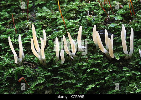 New Zealand bush fungi Stock Photo