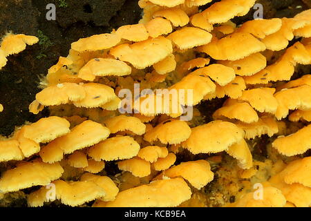 New Zealand bush fungi Stock Photo