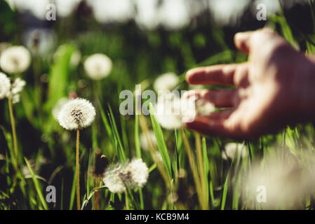 Hand reaching to dandelion on the meadow Stock Photo