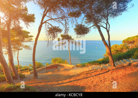 Sunny morning on spanish costa dorada beach. South pine trees on sea background. Nature of coastline of Salou resort. Stock Photo