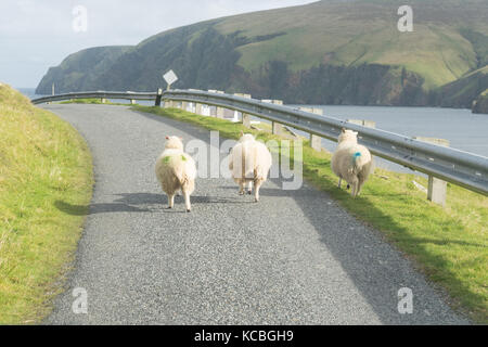 Three sheep running along road in Unst, Shetland Islands, Scotland, UK Stock Photo