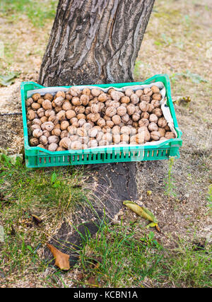 Box full with fresh picked walnuts by the tree Stock Photo - Alamy