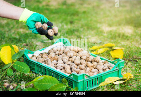 Worker collecting walnuts from the grass with gloves Stock Photo