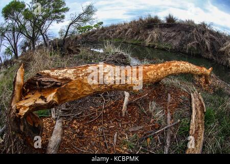 Canadian beaver, lives again in Sonora Mexico after their extinction 80 years ago.    Castor conservation, after natural restocking or return to Sonor Stock Photo