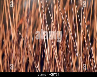 Abstract image of dry grass, reeds in the evening sun. Stock Photo