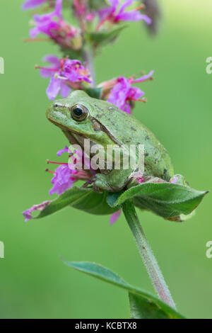 Tree frog (Hyla arborea), sits on Purple loosestrife (Lythrum salicaria), North Rhine-Westphalia Stock Photo