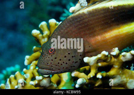 Black-sided hawkfish (Paracirrhites forsteri) in Coral, To Hal Hal Hal Reef, Safaga, Red Sea, Egypt Stock Photo