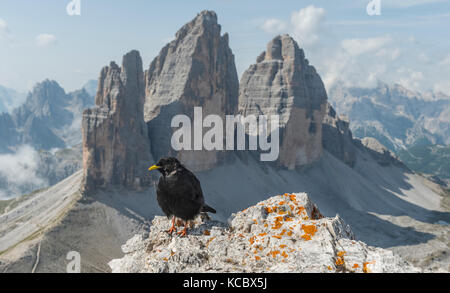 Alpine Chough (Pyrrhocorax graculus) sits on rocks, north faces of the Three Peaks, Sesto Dolomites, South Tyrol Stock Photo