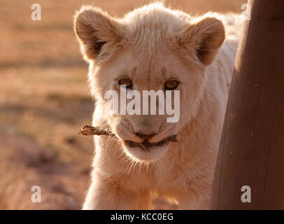 Lion cub, Panthera leo, holding its head into a male lion&rsquo;s mouth 