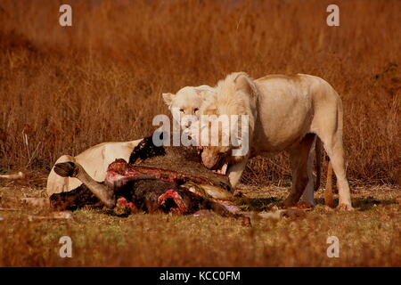 White Lions eating a Wildebeest carcasse at a reserve in Gauteng Province, South Africa Stock Photo