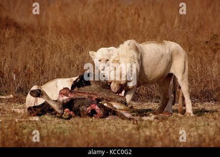 White Lion pride eating a Wildebeest carcasse at a reserve in Gauteng Province, South Africa Stock Photo