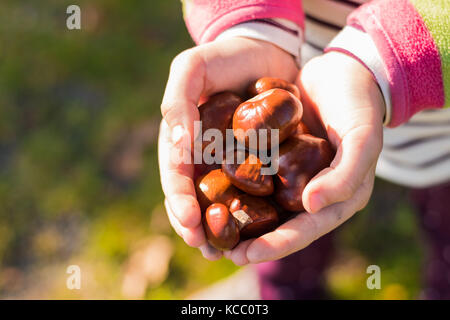 Girl is holding some ripe chestnuts in her hands after autumn harvest. Shallow depth of field, selective focus with nice bokeh. Stock Photo