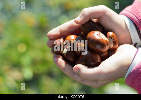 Girl is holding some ripe chestnuts in her hands after autumn harvest. Shallow depth of field, selective focus with nice bokeh. Stock Photo