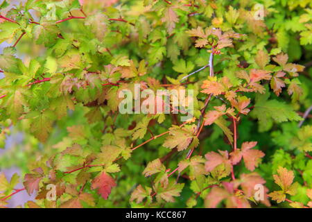 Green foliage of a bush with red and yellow and red invoice stems in the early autumn, texture, leaf nature background Stock Photo