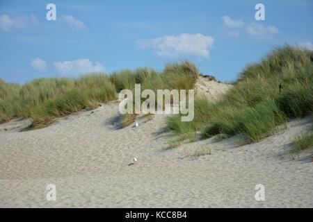 Gulls in the sandy dunes with beach oat and blue sky Stock Photo