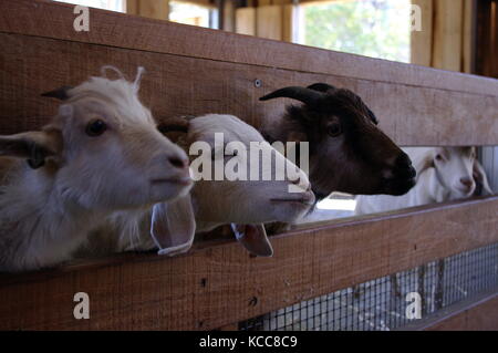 Goats ready to eat in Sydney Zoo Stock Photo