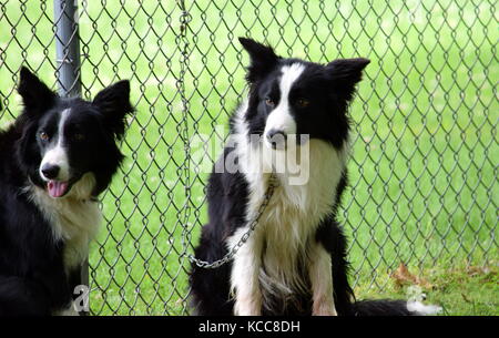 Border Collies Stock Photo