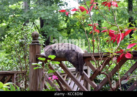 Cat asleep on rail Stock Photo