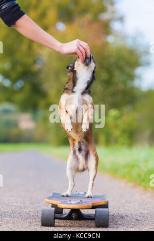 Chihuahua hybrid stands on a skateboard and gets a treat from a woman's hand Stock Photo