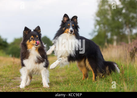 picture of two Sheltie dogs who are playing on a country path Stock Photo