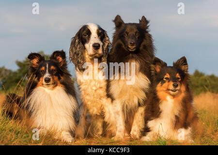 group portrait picture of shelties and cocker spaniel who are sitting on a country path Stock Photo