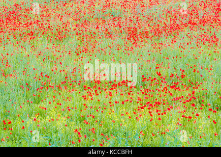 Colorful poppies field Stock Photo