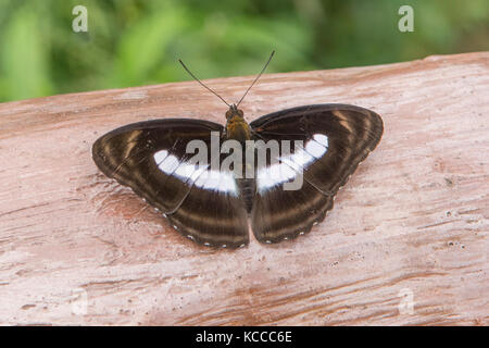 Staff Sergeant Butterfly, Athyma selenophora at Wilungyuan Stock Photo