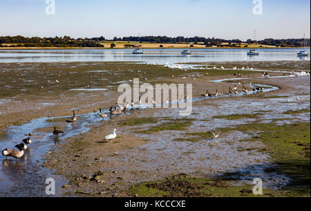 Ducks, Geese, Seagulls and Swans gather on a small rivulet at low tide on the River Stour, at Mistley, Essex Stock Photo