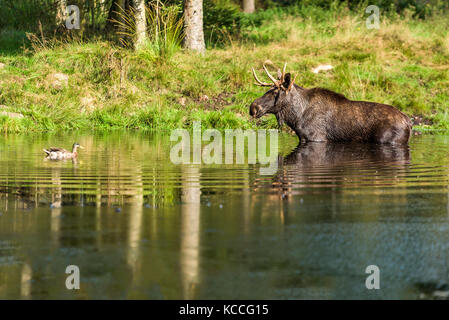 Moose (Alces alces) bull standing in forest lake while duck swims by. Stock Photo