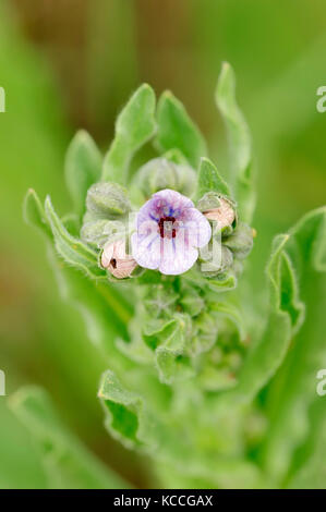 Blue Hound’s Tongue, Provence, Southern France / (Cynoglossum creticum) | Kretische Hundszunge, Provence, Suedfrankreich Stock Photo