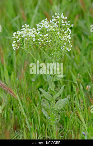 Hoary Cress, Provence, Southern France / (Lepidium draba, Cardaria draba) | Gemeine Pfeilkresse, Provence, Suedfrankreich Stock Photo