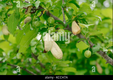 Yellow Plum, twig with Pocket Plum Galls and unripe fruits / (Prunus domestica var. syriaca), (Taphrina pruni) | Mirabelle, Zweig mit Narrentaschen Stock Photo