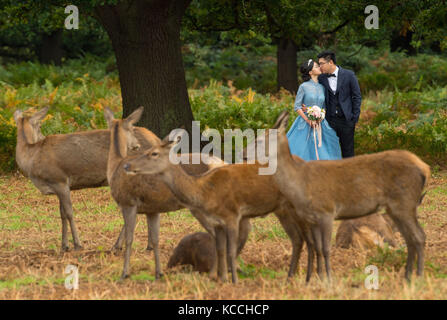 A couple pose for wedding portraits among deer in Richmond Park, Richmond upon Thames. Stock Photo