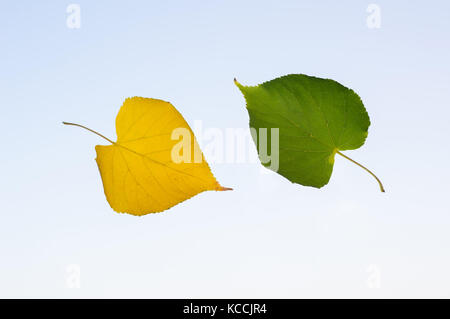 Autumn falling leaves on blue background. the concept of autumn. Stock Photo