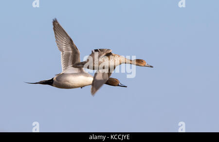 Pair of wild UK Northern pintail ducks (Anas acuta) male & female, two together in flight, heading right. Flying British ducks in clear, blue sky. Stock Photo