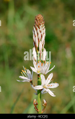 White Asphodel, Provence, Southern France / (Asphodelus albus) | Weisser Affodill, Provence, Suedfrankreich / (Asphodelus albus) Stock Photo