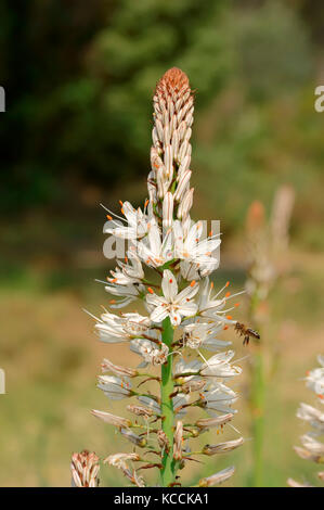 White Asphodel, Provence, Southern France / (Asphodelus albus) | Weisser Affodill, Provence, Suedfrankreich / (Asphodelus albus) Stock Photo