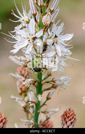 White Asphodel, Provence, Southern France / (Asphodelus albus) | Weisser Affodill, Provence, Suedfrankreich / (Asphodelus albus) Stock Photo