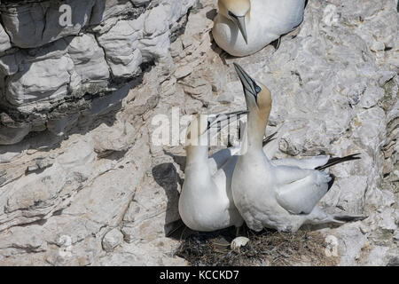 Gannets on Bempton Cliffs, springtime. Stock Photo