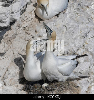 Gannets on Bempton Cliffs, springtime. Stock Photo