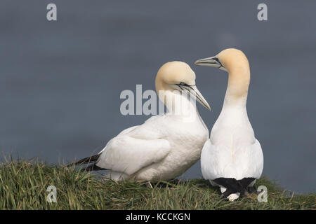 Gannets on Bempton Cliffs, springtime. Stock Photo