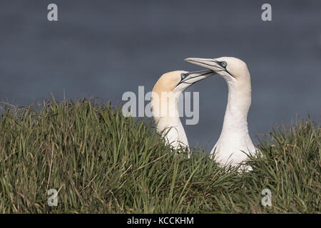 Gannets on Bempton Cliffs, springtime. Stock Photo