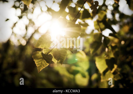 The warm autumn sun shining through the golden canopy of tall beech trees Stock Photo
